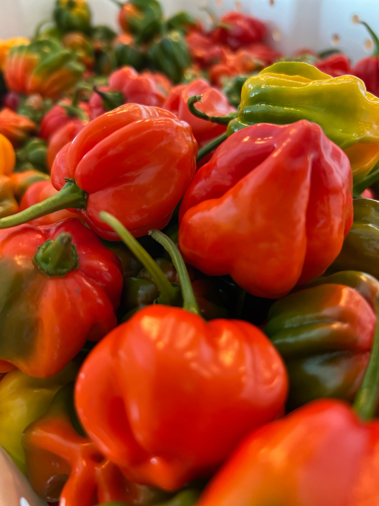 Sweet Caribbean Aji Dulce
