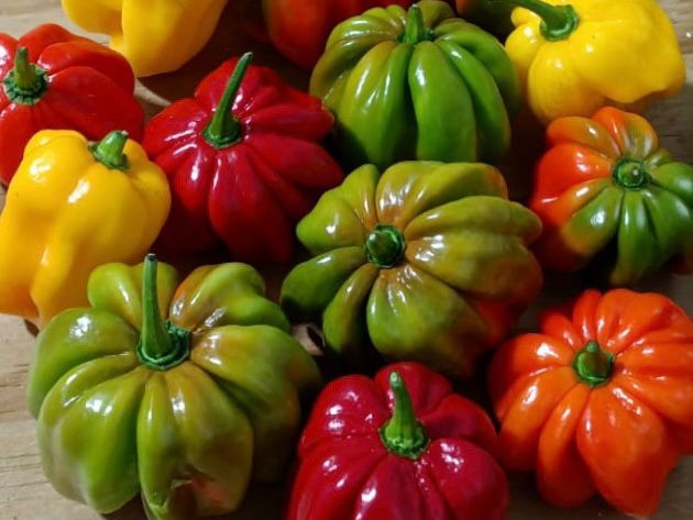 WHOLESALE SWEET CARIBBEAN